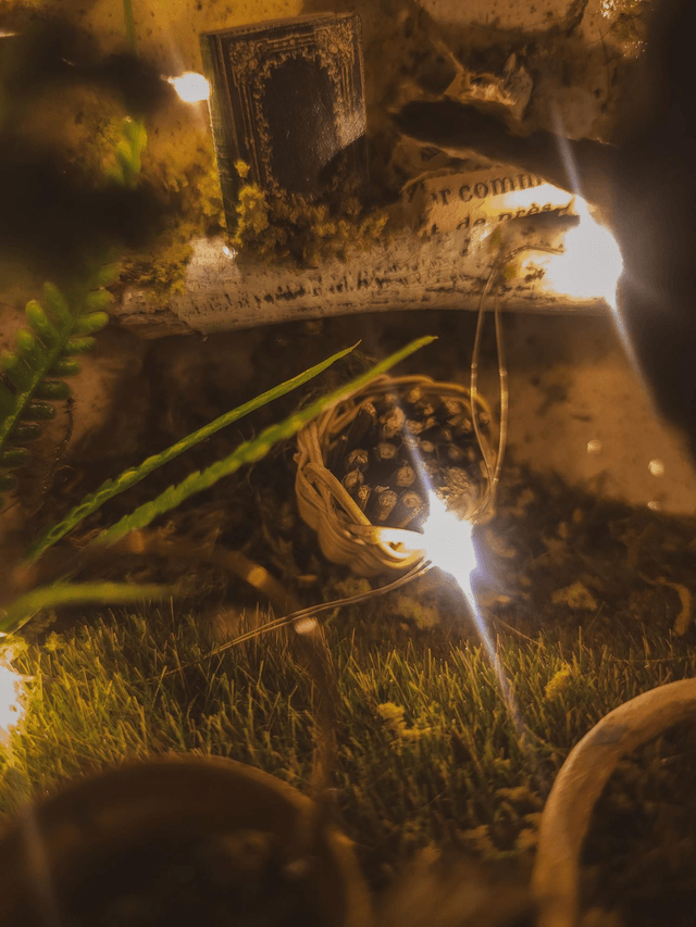 "Maison citrouille enchantée" – Collaboration L’Or.angerie x Silva Anima Atelier